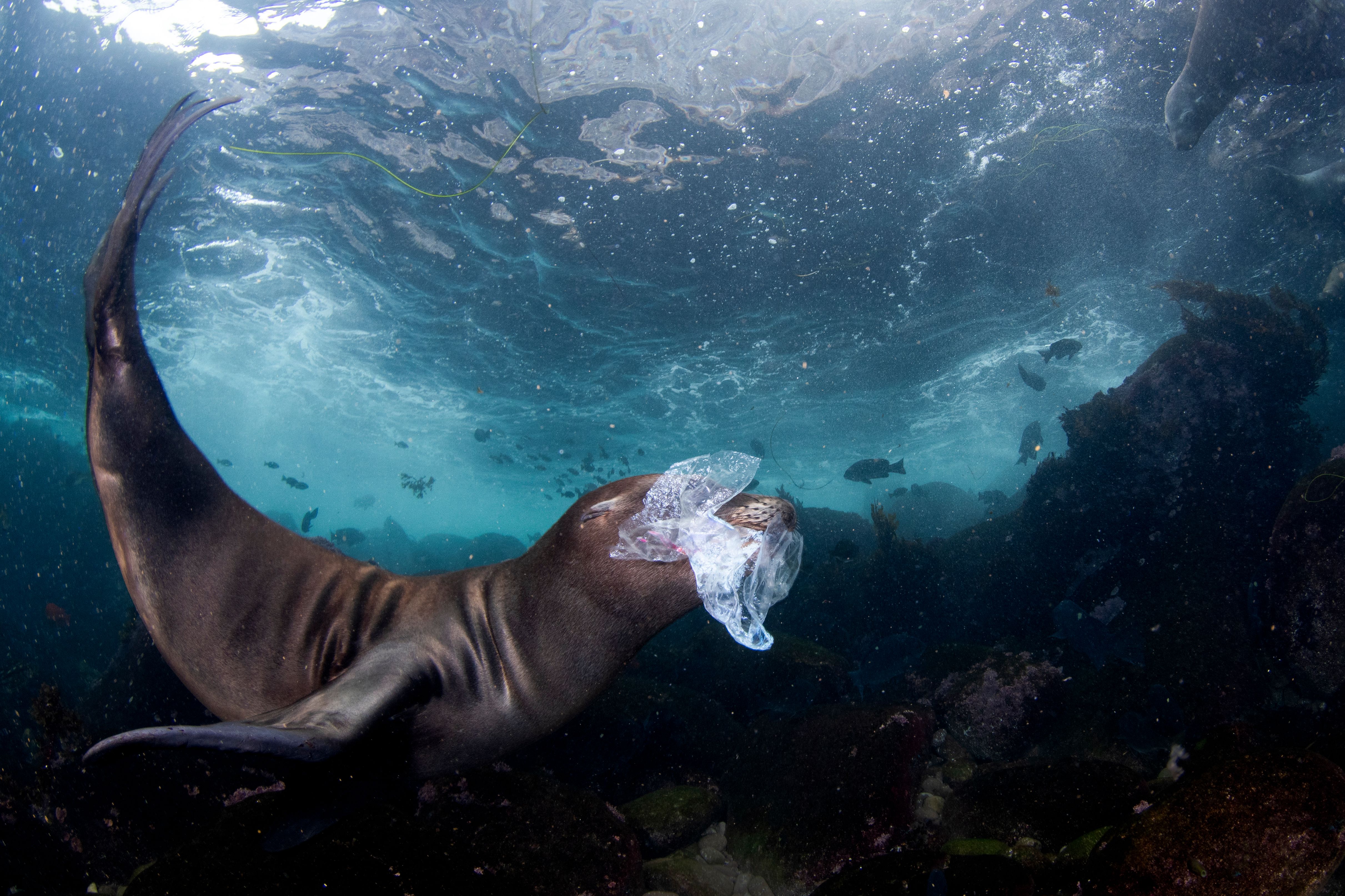 Celia Kujala ganó oro en la categoría de fotoperiodismo. "El juego es muy importante en el desarrollo de las crías de lobo marino de California y todo lo que hay en su entorno es un juguete potencial. No es raro observarlos jugando con rocas, algas y estrellas de mar. Lamentablemente, cada vez es mucho más común verlos jugar con otro tipo de juguete: un juguete peligroso. La basura humana ingresa al océano y llega a sus hogares remotos y deshabitados a través de las corrientes oceánicas. Ese día, en el lapso de dos inmersiones, pude recolectar seis pedazos de basura con los que estaban jugando, incluido el de la foto, y sacarlos del océano. Es extremadamente triste ver lo que les están haciendo nuestros residuos y, aunque es difícil hacer cambios, debemos hacerlo mejor. Esta imagen fue tomada en las Islas Coronado, Baja California, México", dijo.  /Celia Kujala  - World Nature Photography Awards.