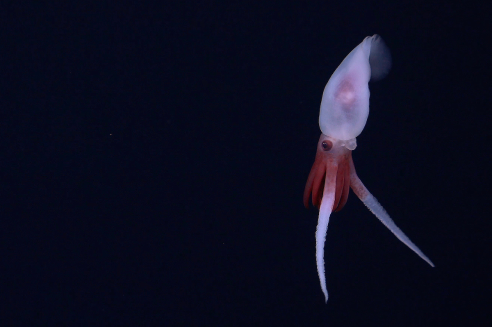 Se trata de la primera filmación de un calamar Promachoteuthis vivo. Hasta ahora, este género de calamar sólo se había caracterizado a partir de muestras muertas encontradas en redes.