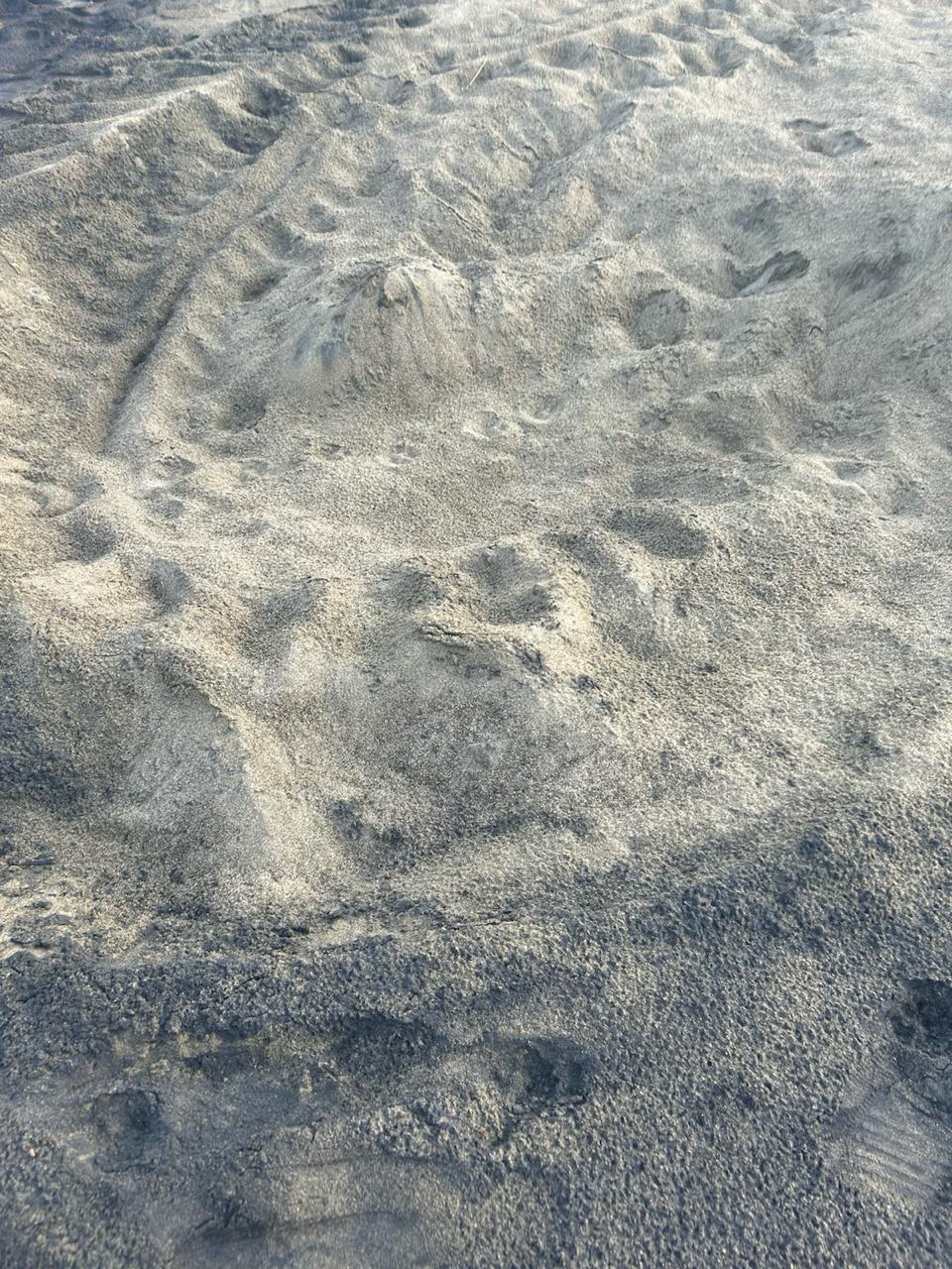 Huella de una tortuga caná en Acandí a inicios de marzo.