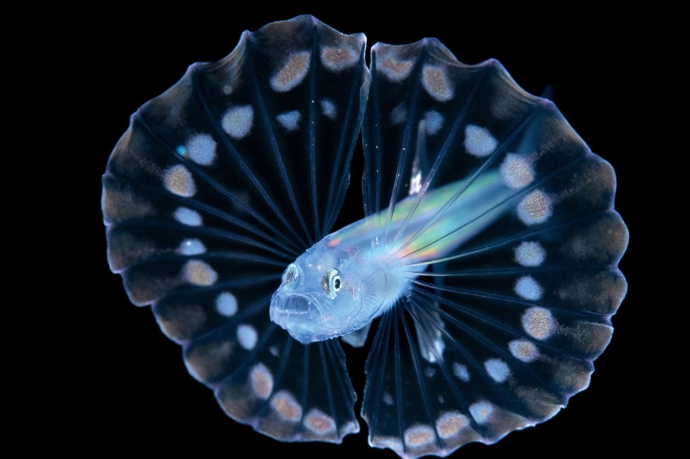 Los peces trípode tienen aletas grandes y redondeadas que pueden usar para imitar a las medusas y así camuflarse de los depredadores.