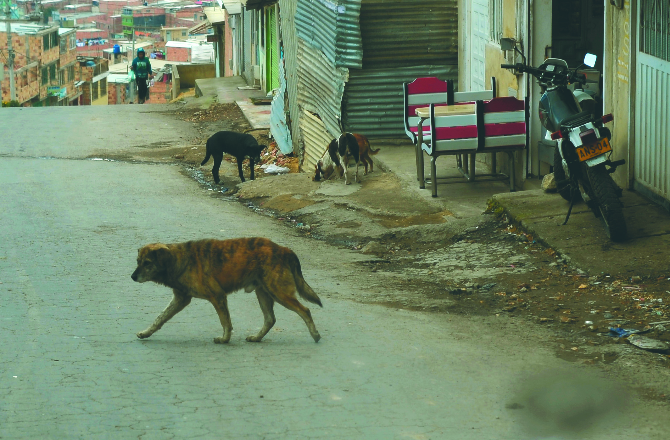 El programa de COP 1 billón para esterilizar perros y gatos que preocupa a veterinarios