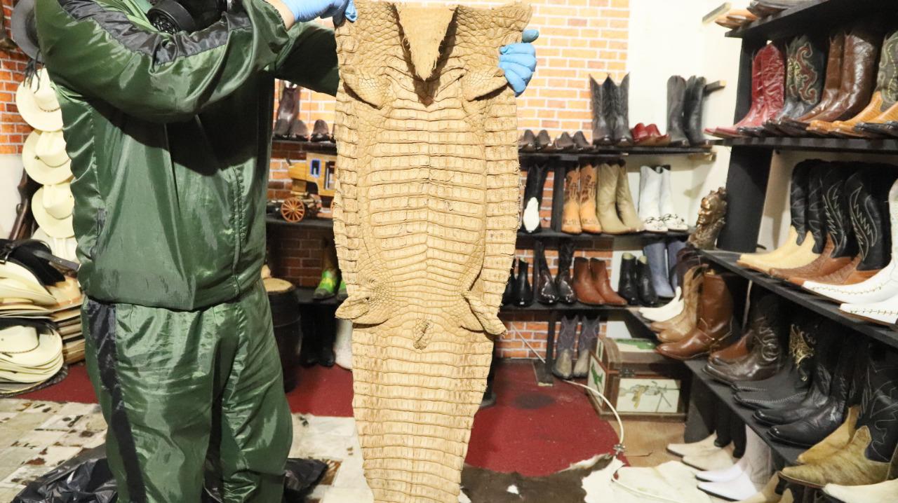 El Distrito logró constatar que el establecimiento no contaba con los permisos de aprovechamiento de fauna silvestre y que las pieles no demostraban una procedencia legal.