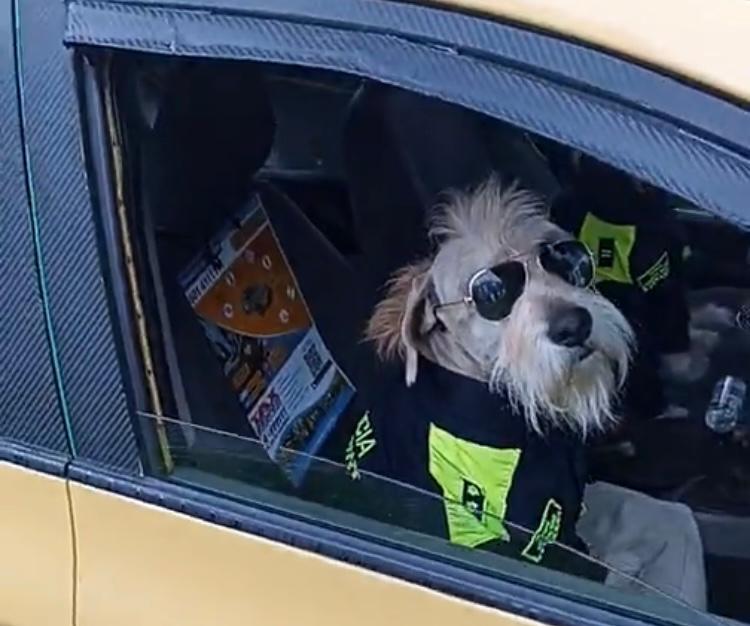 El General, La Mayor y El Teniente, los perros “taxistas” que recorren Bogotá