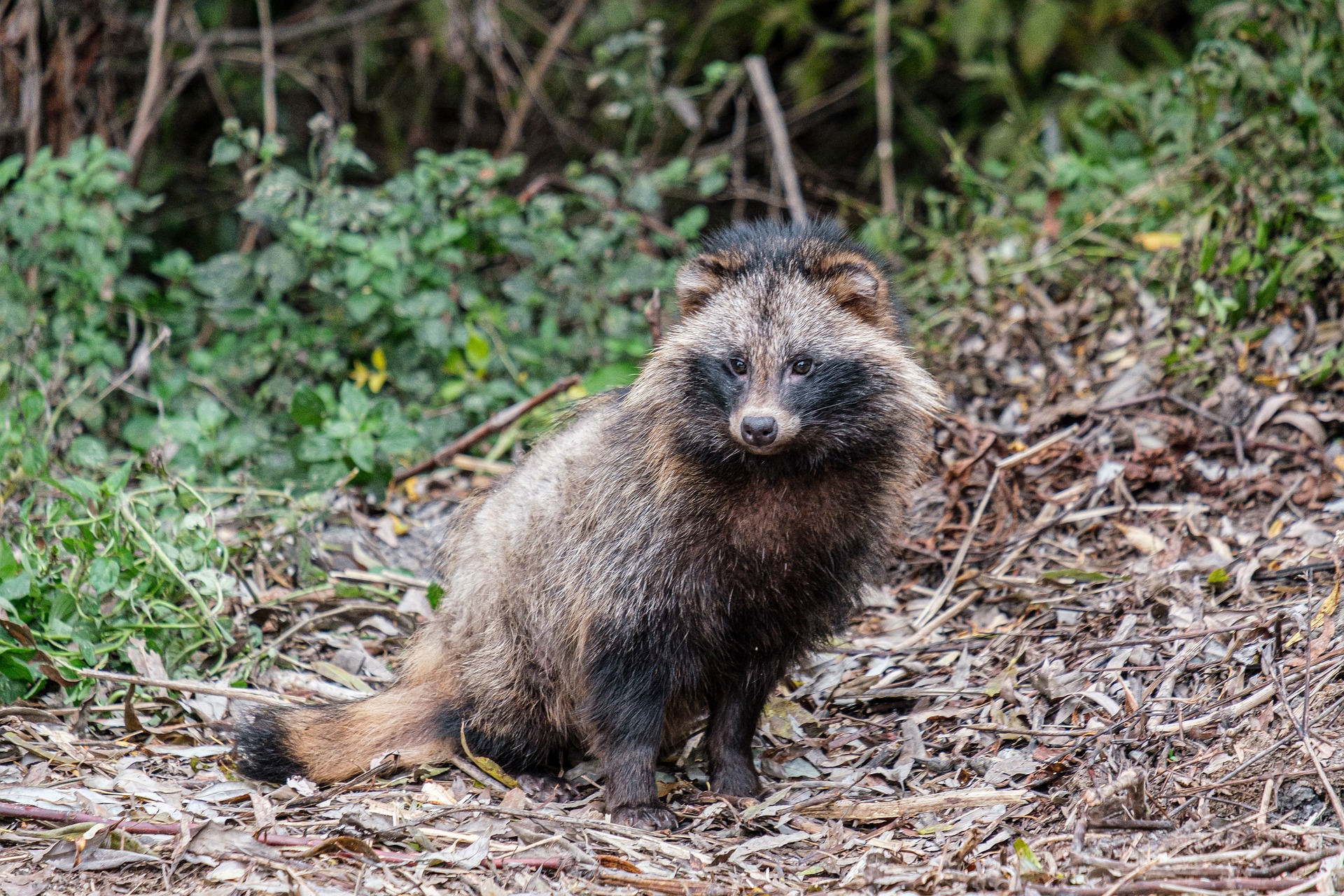Mapean el consumo mundial de carne de animales silvestres
