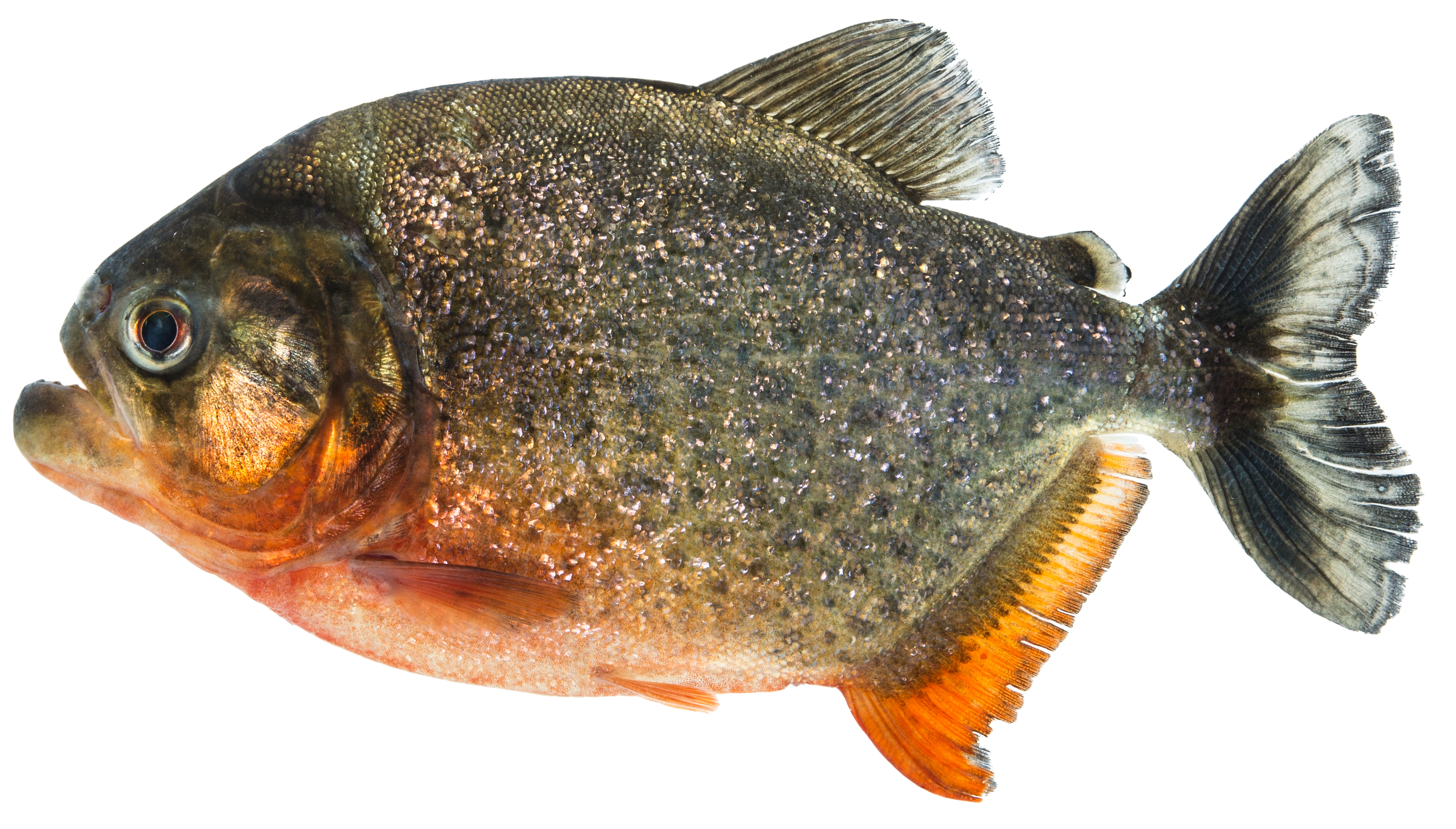 Pygocentrus nattereri, la piraña de vientre rojo, uno de los miembros más reconocidos y temidos de la familia Serrasalmidae.
