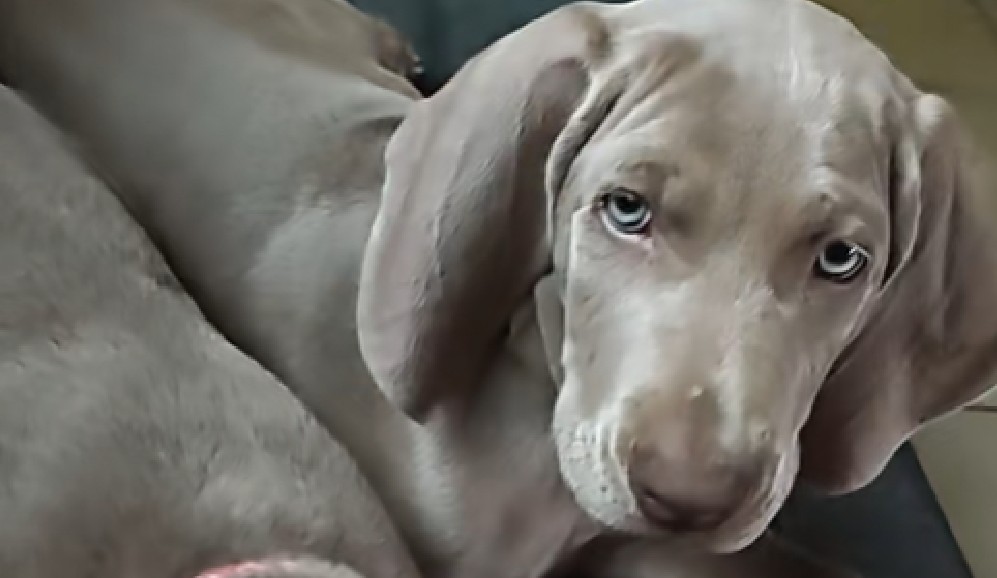 La insólita razón por la que una familia devolvió a un cachorro de ocho semanas