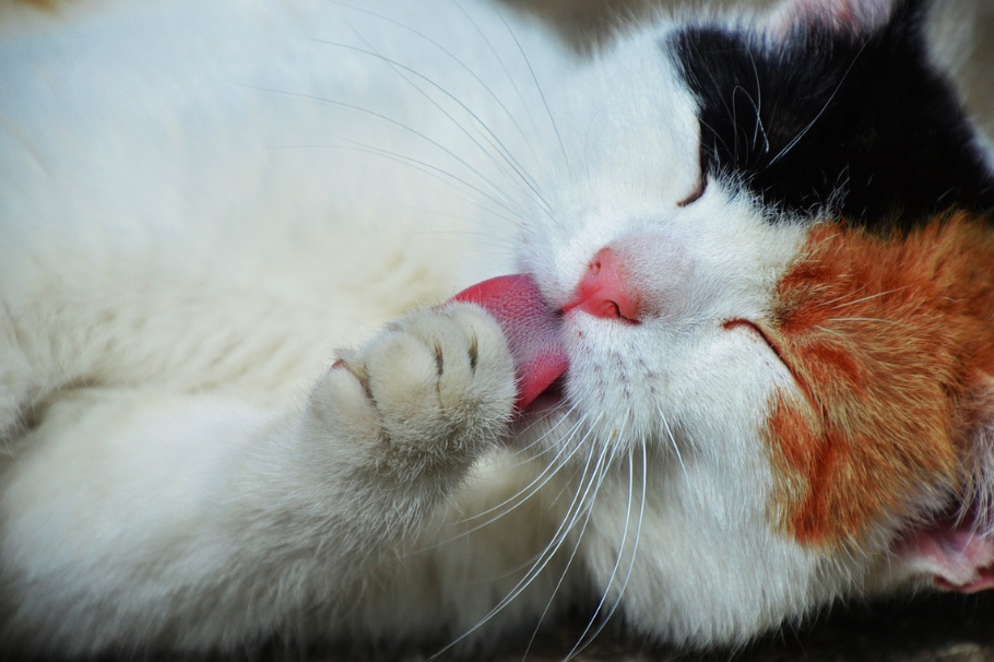 ¿Cada cuánto se baña un gato?