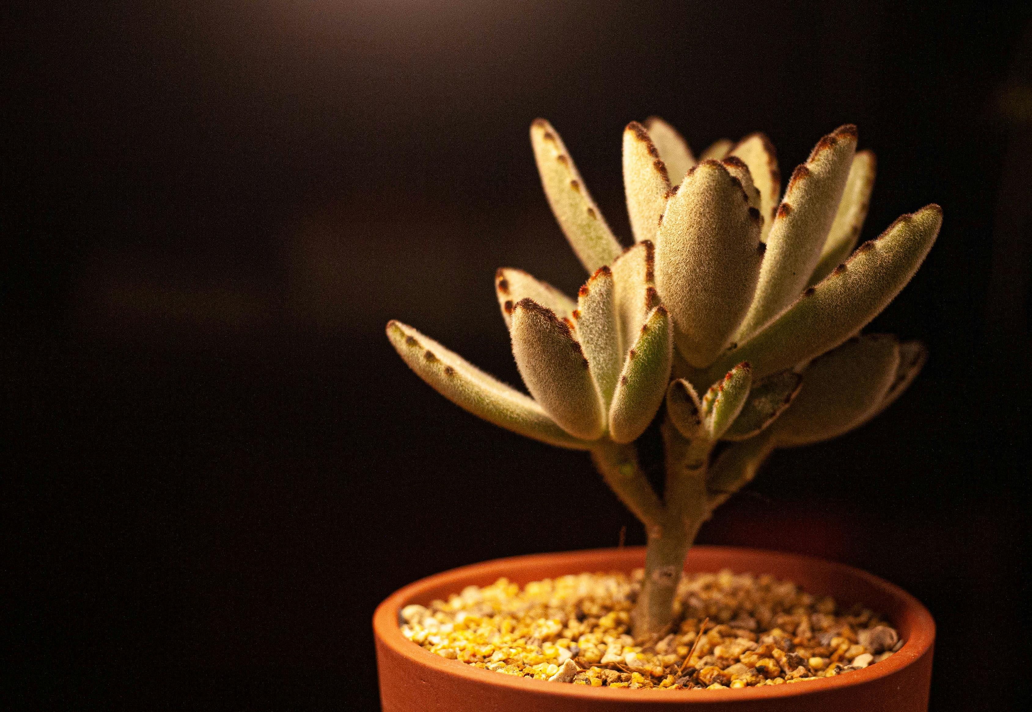 La Kalanchoe tomentosa, conocida como planta panda u oreja de gato, es una suculenta originaria de Madagascar que destaca por sus hojas carnosas cubiertas de una suave vellosidad blanco grisácea con bordes marrón oscuro, lo que le da un aspecto aterciopelado muy llamativo. Es una planta de crecimiento lento y fácil mantenimiento, ideal para interiores, ya que requiere luz brillante indirecta, riego moderado y sustratos con buen drenaje. Su atractivo principal son sus hojas decorativas, aunque también puede producir pequeñas flores tubulares en tonos rosados o verdosos.