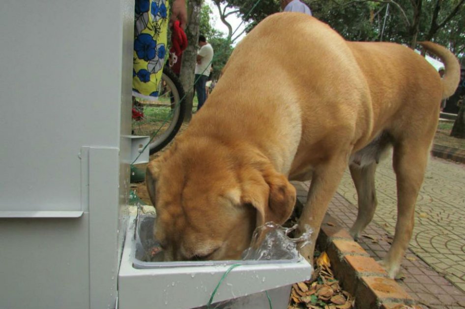 Ubican comedores para perros callejeros en Bucaramanga