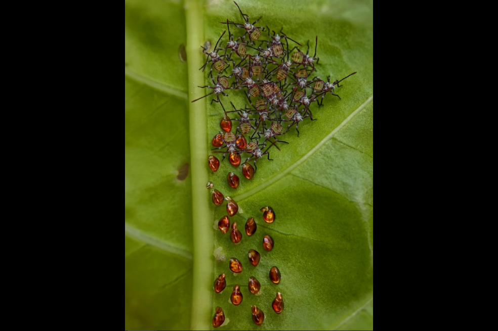 Sritam Kumar Sethy, estudiante de la Universidad de Berhampur, ganó el primer premio en la categoría “Comportamiento colectivo y social”. Su fotografía captura ninfas recién nacidas de Acanthocoris scaber agrupadas en la parte inferior de una hoja.