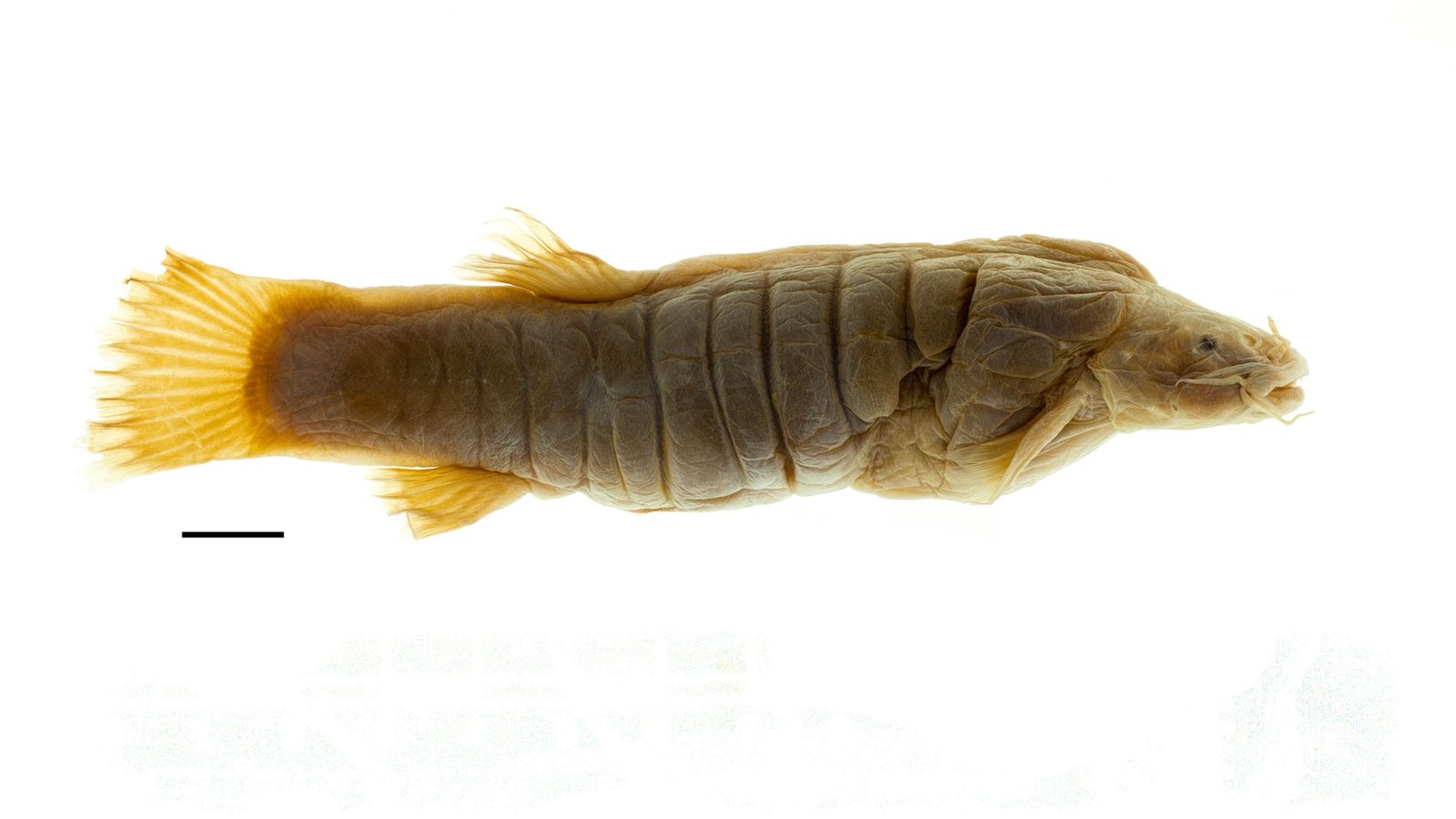El pez graso (Rhizosomichthys totae) puede medir hasta 15 centímetros.