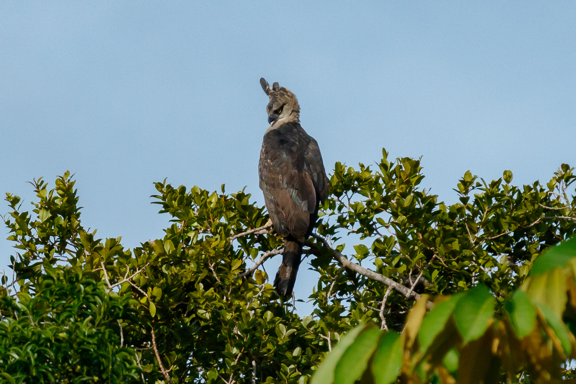 Cerca de un millón de especies en el mundo están en peligro de extinción, de acuerdo con el IPBES. /Banco de imágenes ambientales Instituto Humboldt
