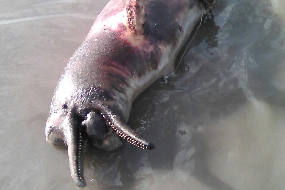 Alerta por caza de delfines rosados en el río Meta