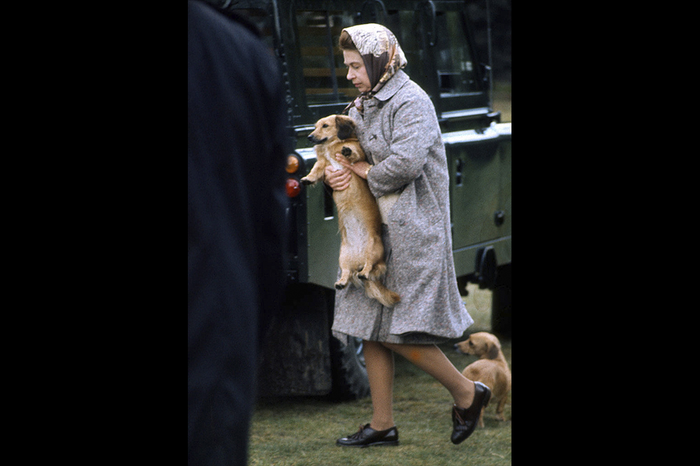 La reina Isabel II sentía especial devoción por sus perros. A los 18 años, por su cumpleaños, le obsequiaron a Susan.