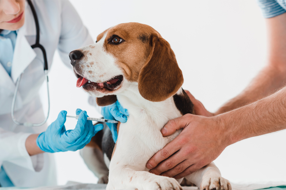 ¿Cómo prevenir el moquillo en los perros? Así puedes proteger a tu mascota