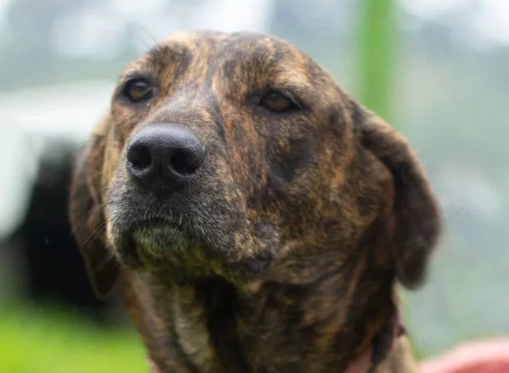 Vela volvió al refugio tras ser adoptada: ahora espera una familia que no la abandone