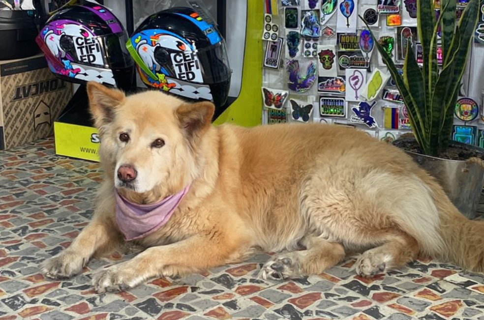 Asia, perrita perdida en Bogotá