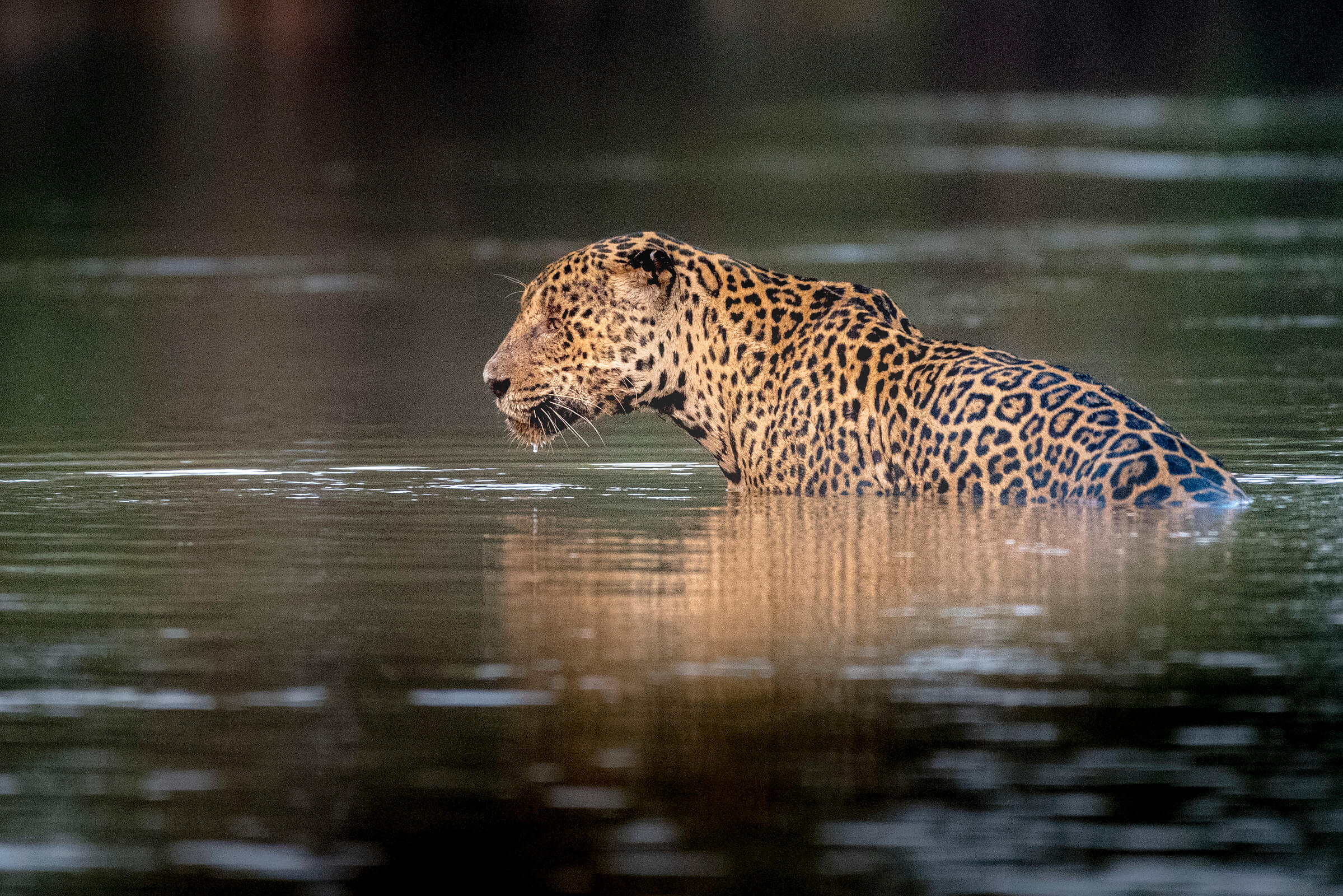 Las claves para conservar al jaguar en la Amazonia
