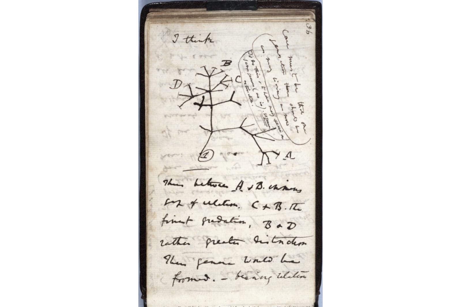 “El misterio de los misterios”: la respuesta de Darwin y Alfred Russell Wallace