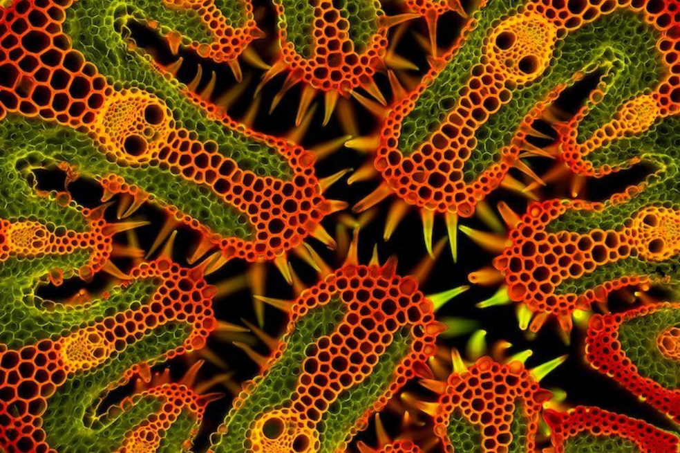 Categoría Micro: Hierba de playa
El austriaco Gerhard Vlcek ganó con la imagen de la hierba de una playa en un jardín de Viena.