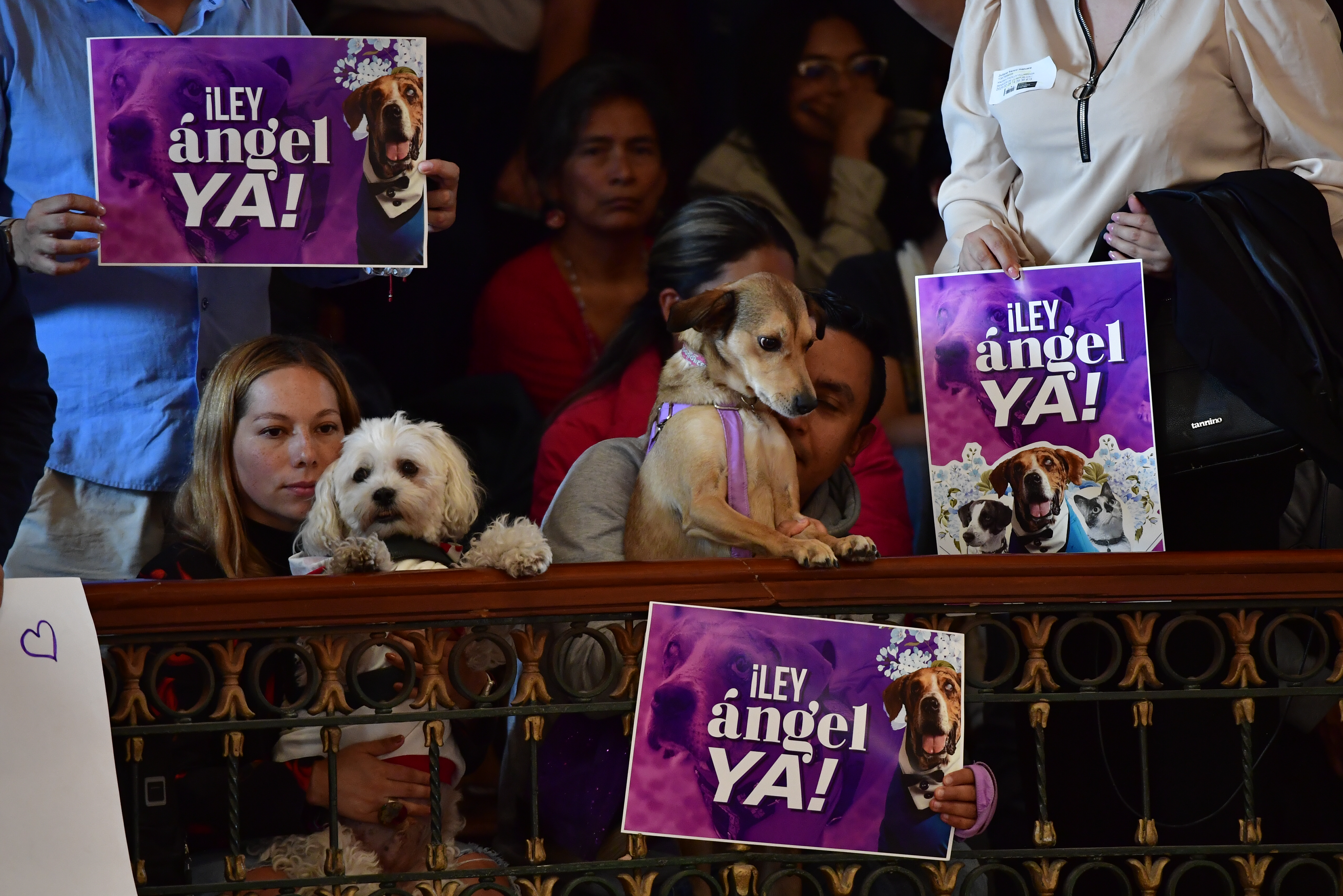 ¿Vamos a proteger a los animales en Colombia? 