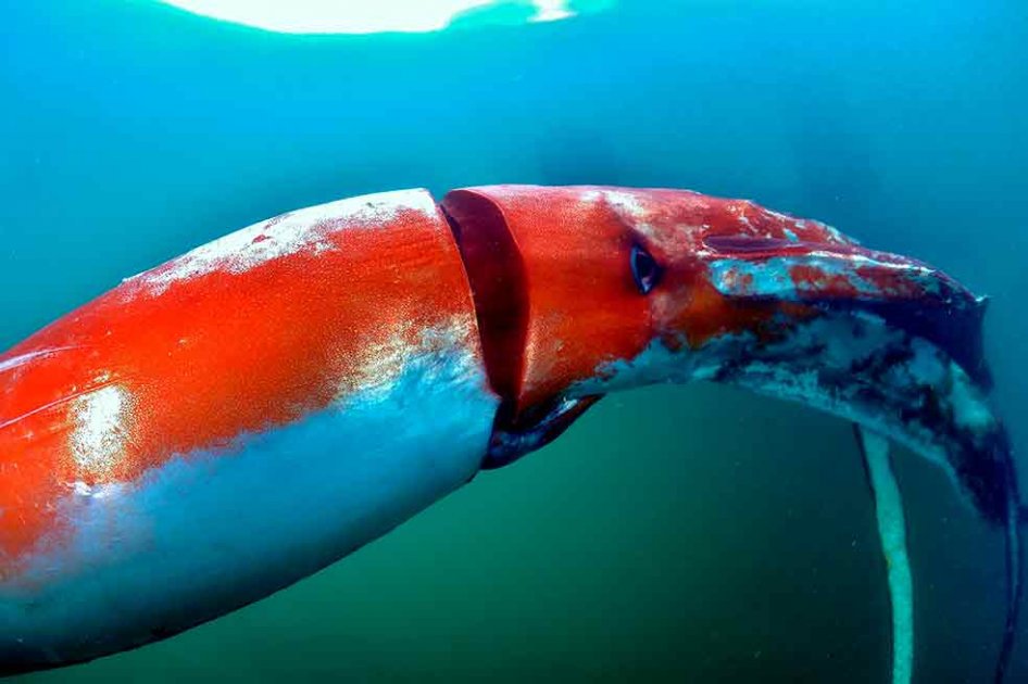 Calamar gigante causa sensación en un puerto de Japón
