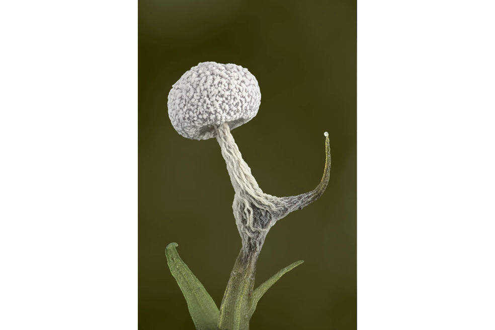 En la categoría de Hongos, el participante alemán Karsten Buch muestra una especie de limo Physarum que mide apenas 1-2 milímetros. Explica que se necesitaron alrededor de 300 fotogramas para capturar esta imagen exacta con el moho y el musgo combinados. Karsten Buch