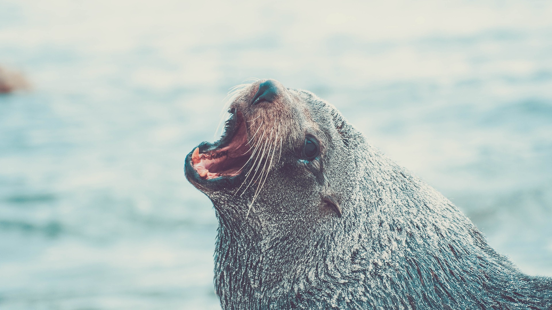 Sacrifican lobos marinos en EE.UU. para proteger a peces en peligro de extinción