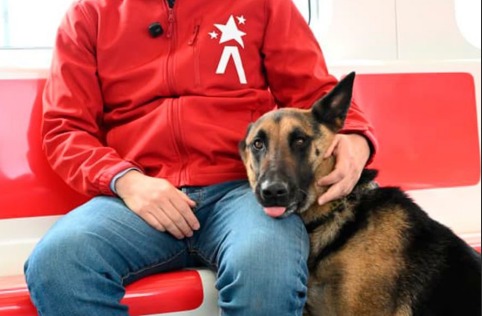 Hashi, el primer perro en subirse al Metro de Bogotá: el sistema será pet friendly