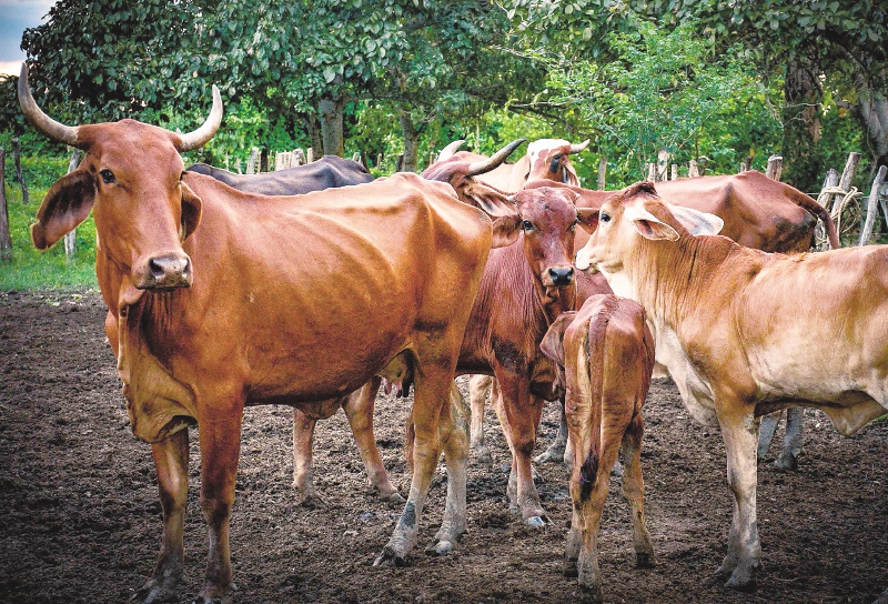 En Cauca, excombatientes buscan tierra para sus proyectos productivos