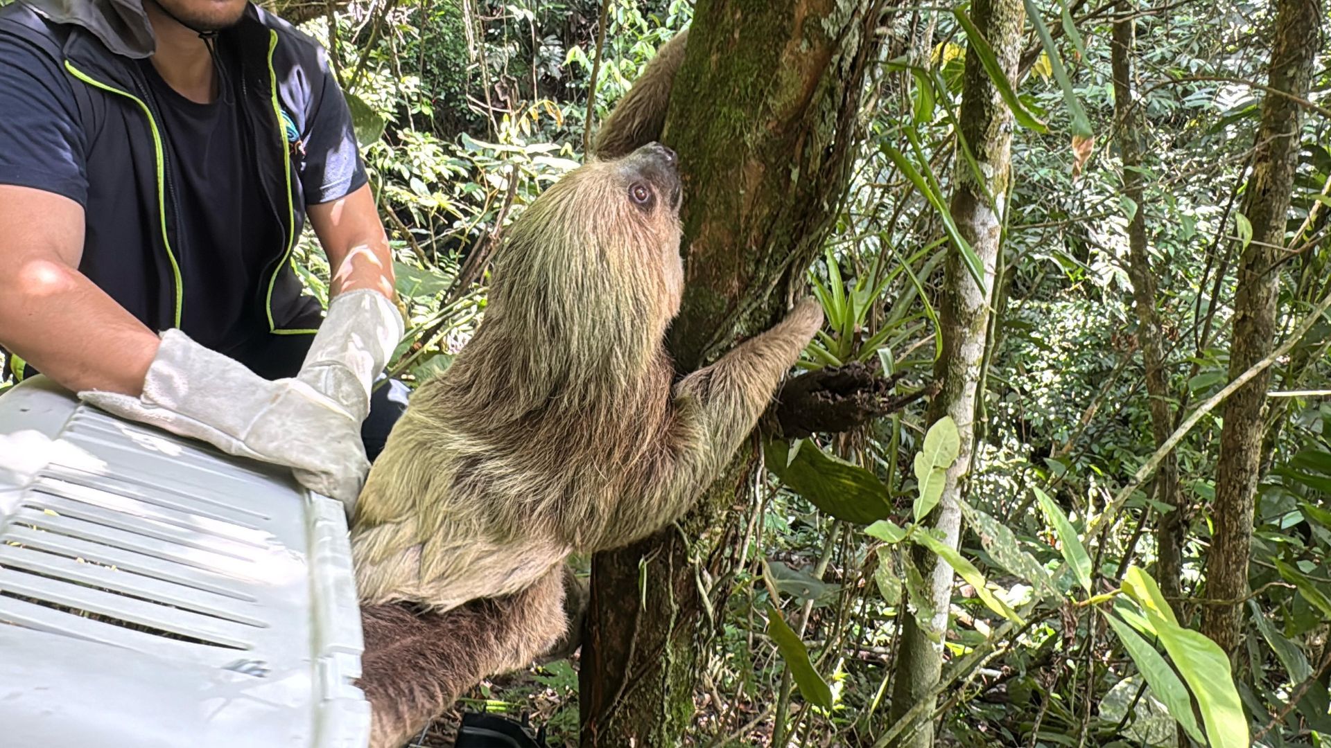 ¡Buenas noticias! Rescatan y reubican a dos perezosos en su hábitat natural