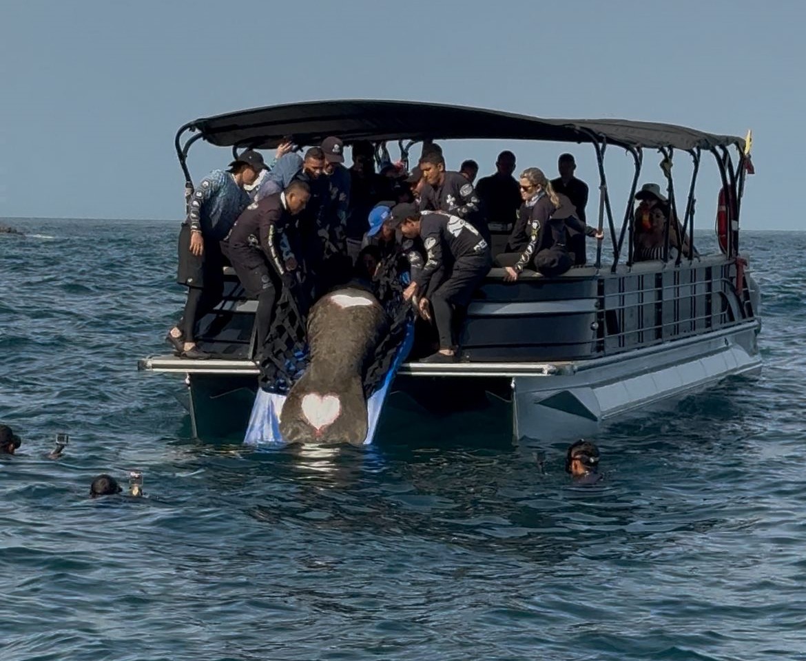 La liberación se realizó en el sector de Punta Venado, cerca del lugar donde había sido rescatado, en la zona costera de Santa Marta. /CORPAMAG