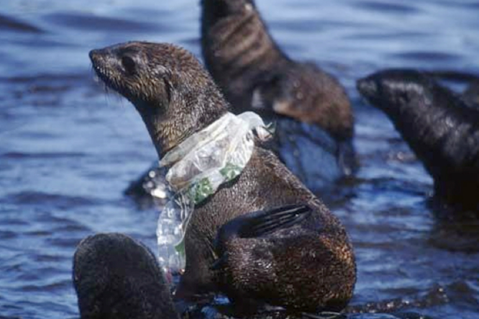 Científicos canadienses hallan 25.000 partículas de plástico en solo un metro cúbico de agua de mar