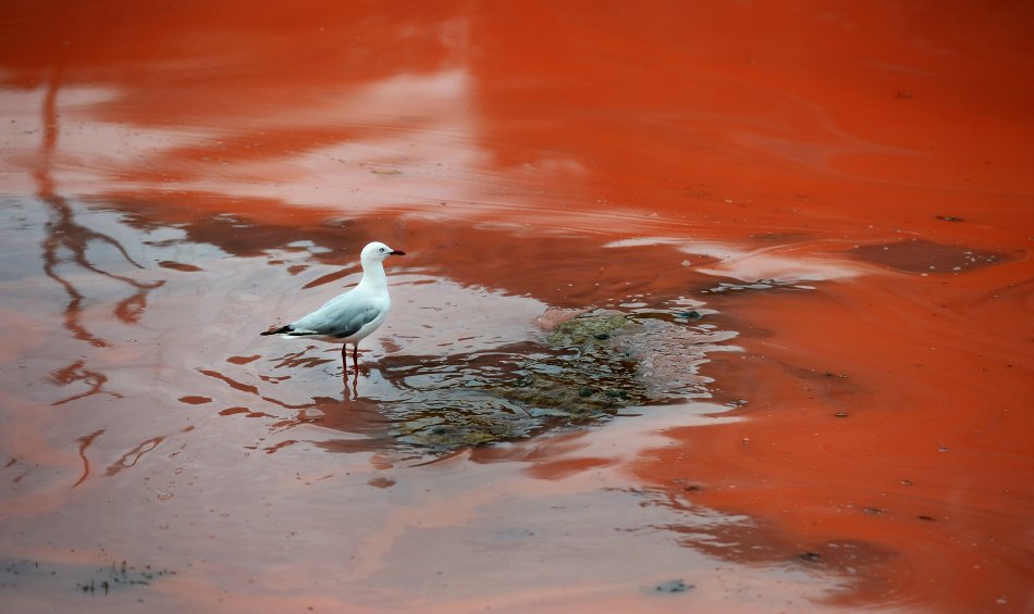 El mar se tiñó de rojo en Australia