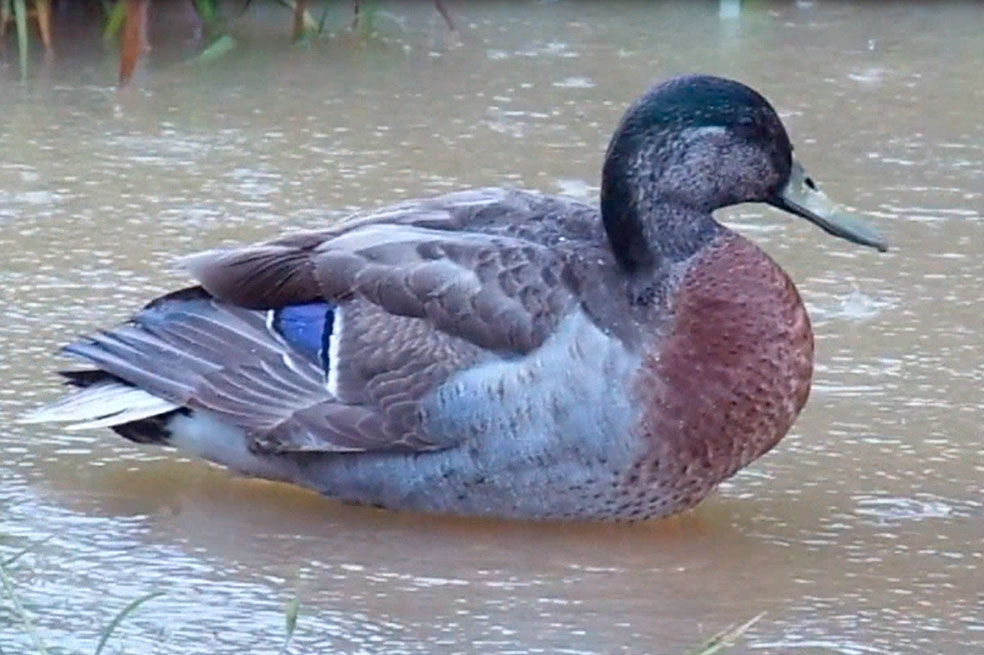 ¿Por qué murió el pato más solitario del mundo?