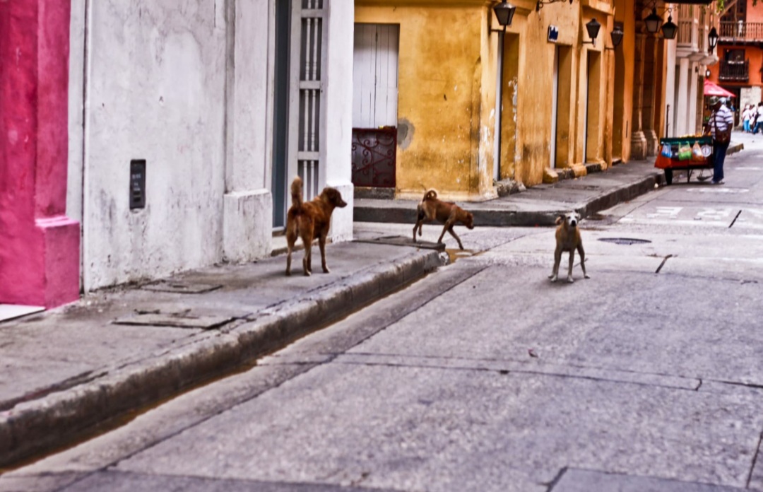 “En estado crítico”, así se encuentra la protección a los animales en Cartagena