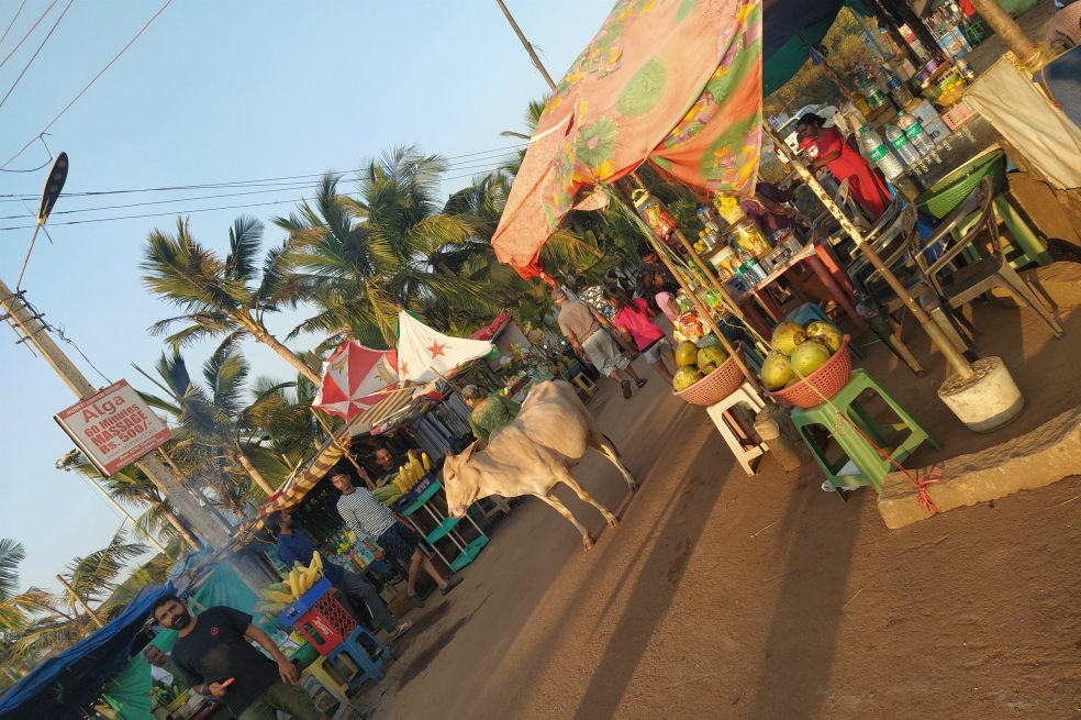 Hasta en las playas y los pequeños comercios de Goa se encuentran vacas en el camino.Andrés MontesDesde Anjuna, a unos 20 minutos a pie, está el Fuerte de Chaporá donde se puede ver el atardecer.Viajar a la India: qué ver y qué hacer, consejos y curiosidades