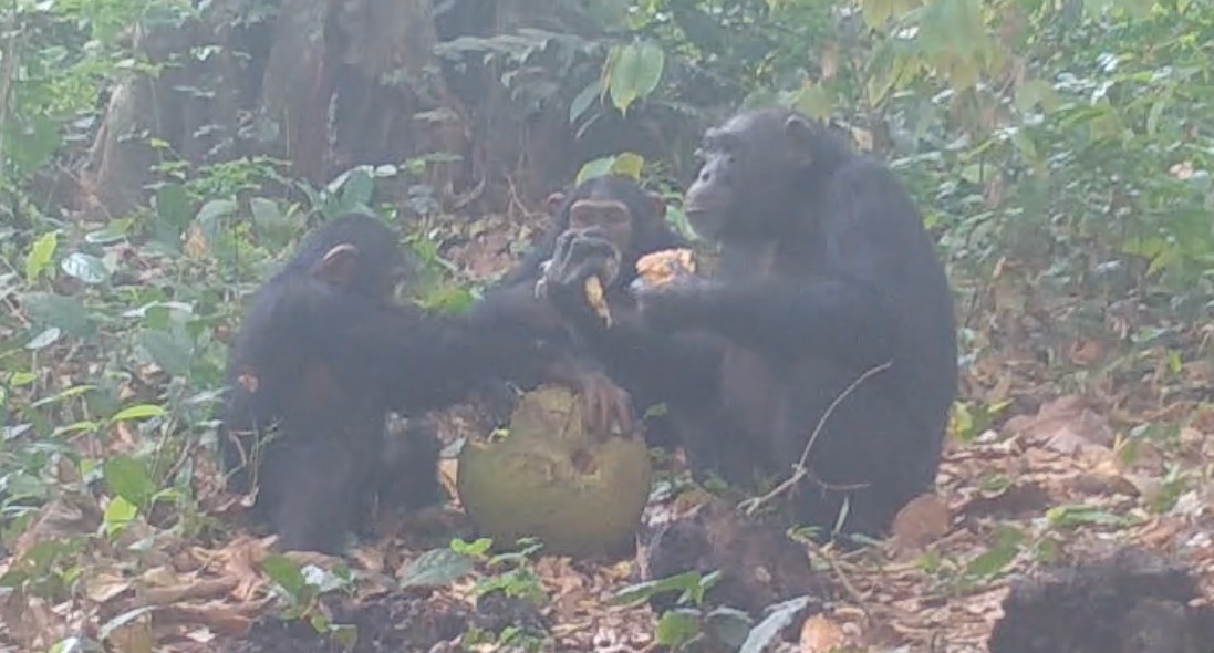 Por primera vez, observan a chimpancés compartiendo fruta fermentada