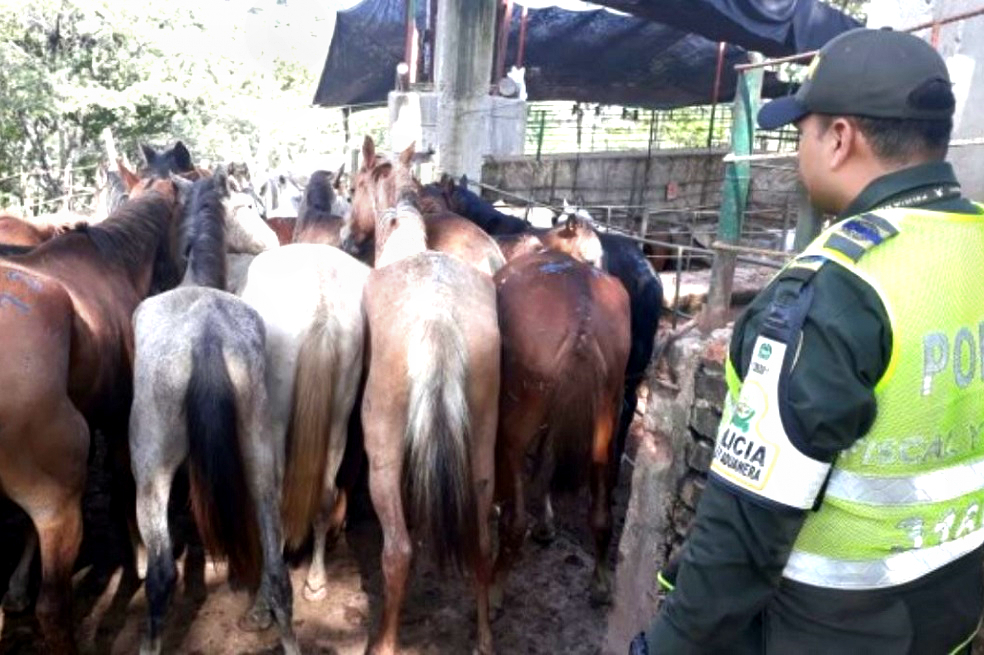 Autoridades sacrificarán a 28 equinos que ingresaron de manera ilegal al país