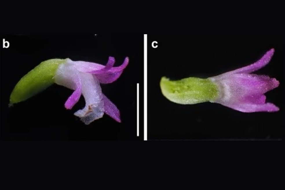 Encuentran una especie de orquídea cuyos pétalos rosados parecen cristales