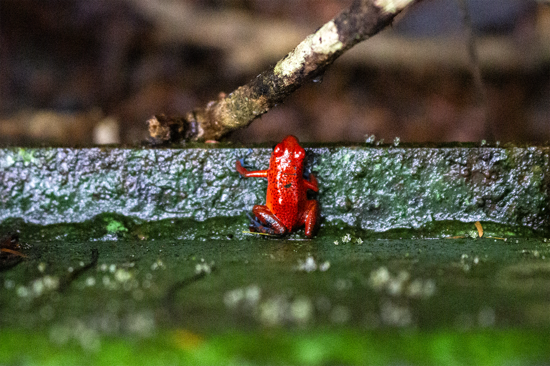 Rana Roja de Ojos Azules (Duellmanohyla uranochroa)
Es una rana arbórea amenazada por el cambio climático. Habitante de las montañas y del parque Nacioanal Tortuguero. Su color rojo con ojos azules es un ejemplo de aposematismo (advertencia de toxicidad cutánea leve).