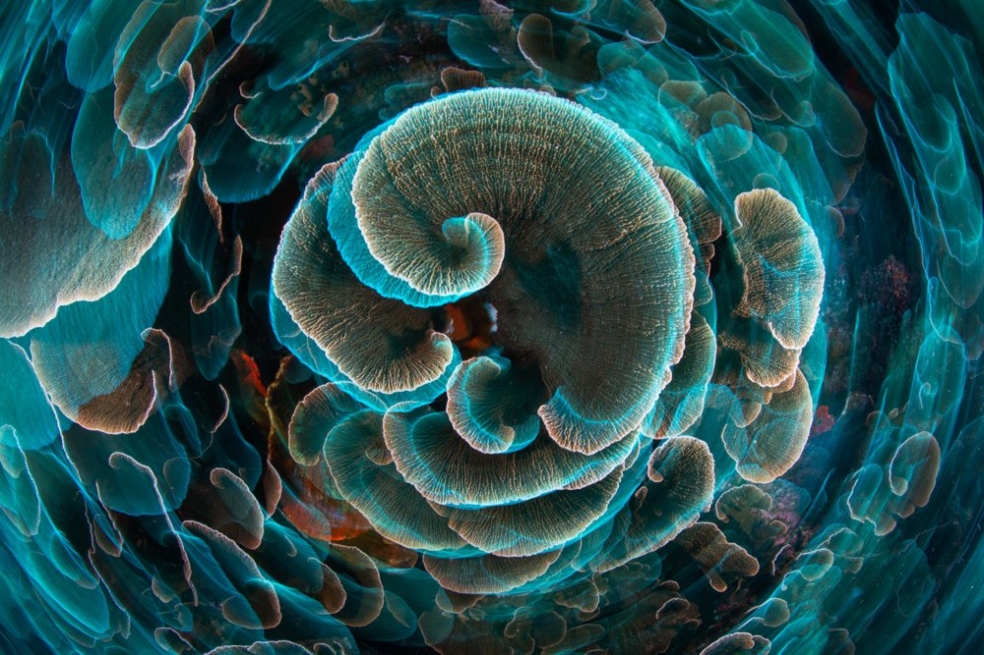 Un coral lechuga fotografiado en hilatura en Mayotte, un archipiélago del océano Índico entre Madagascar y la costa de Mozambique.
