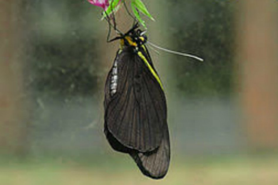 Mariposas recolectadas en 1803 fueron entregadas al Instituto de Ciencias Naturales
