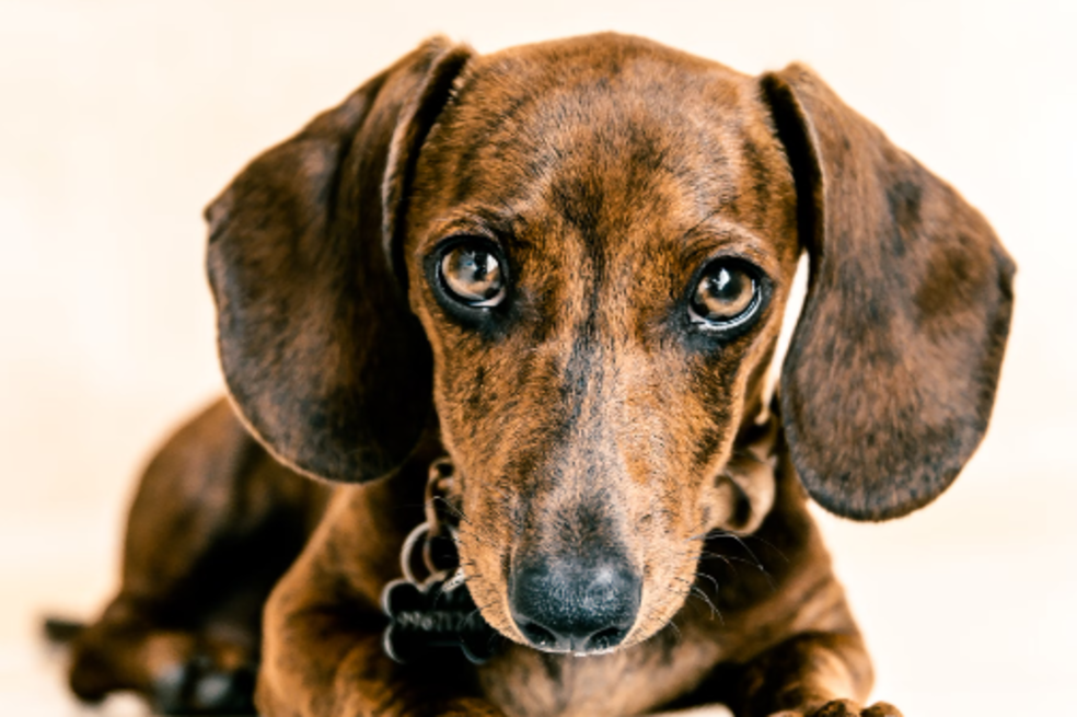 El auge del perro salchicha y el lado oscuro de las “razas de moda”