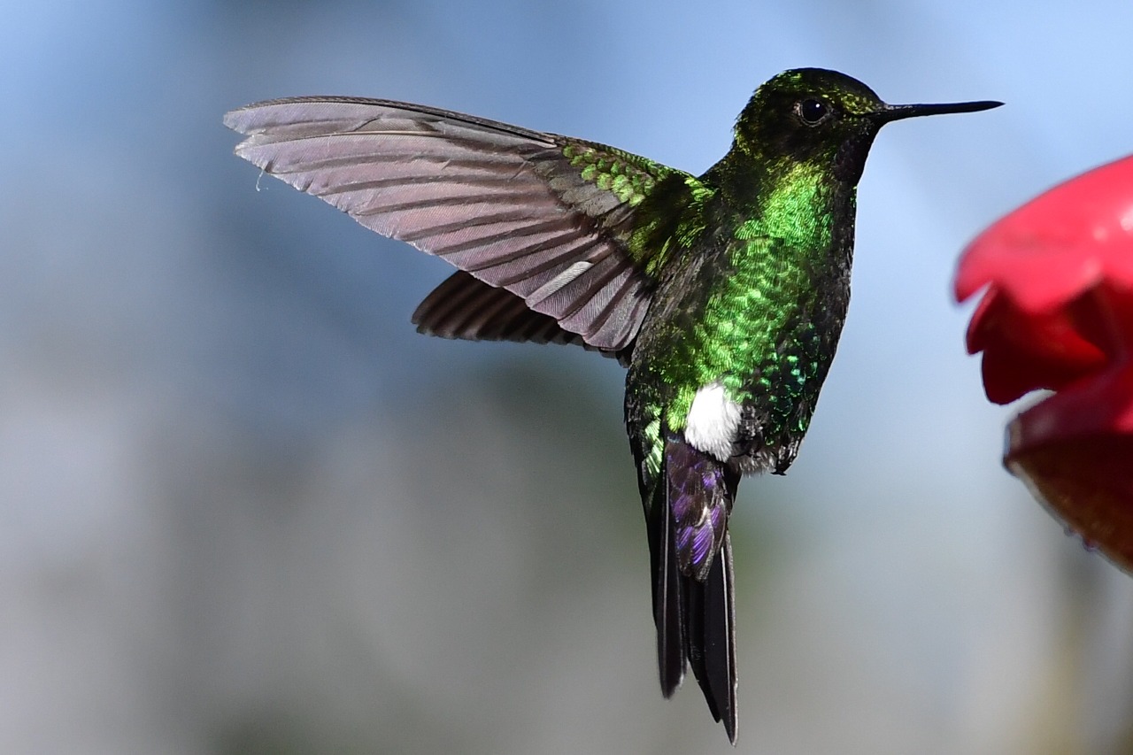 Colombia de nuevo es número uno en evento mundial de avistamiento de aves