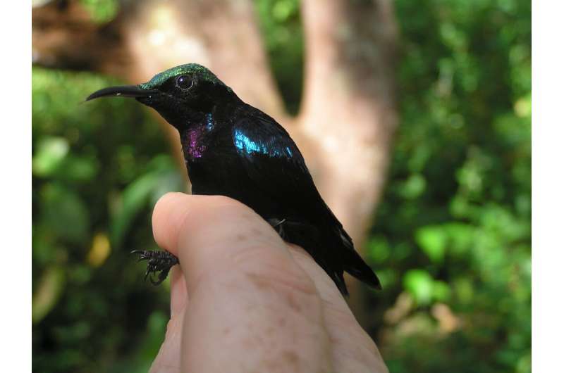 Encuentran hermosas especies de aves en islas remotas de Indonesia