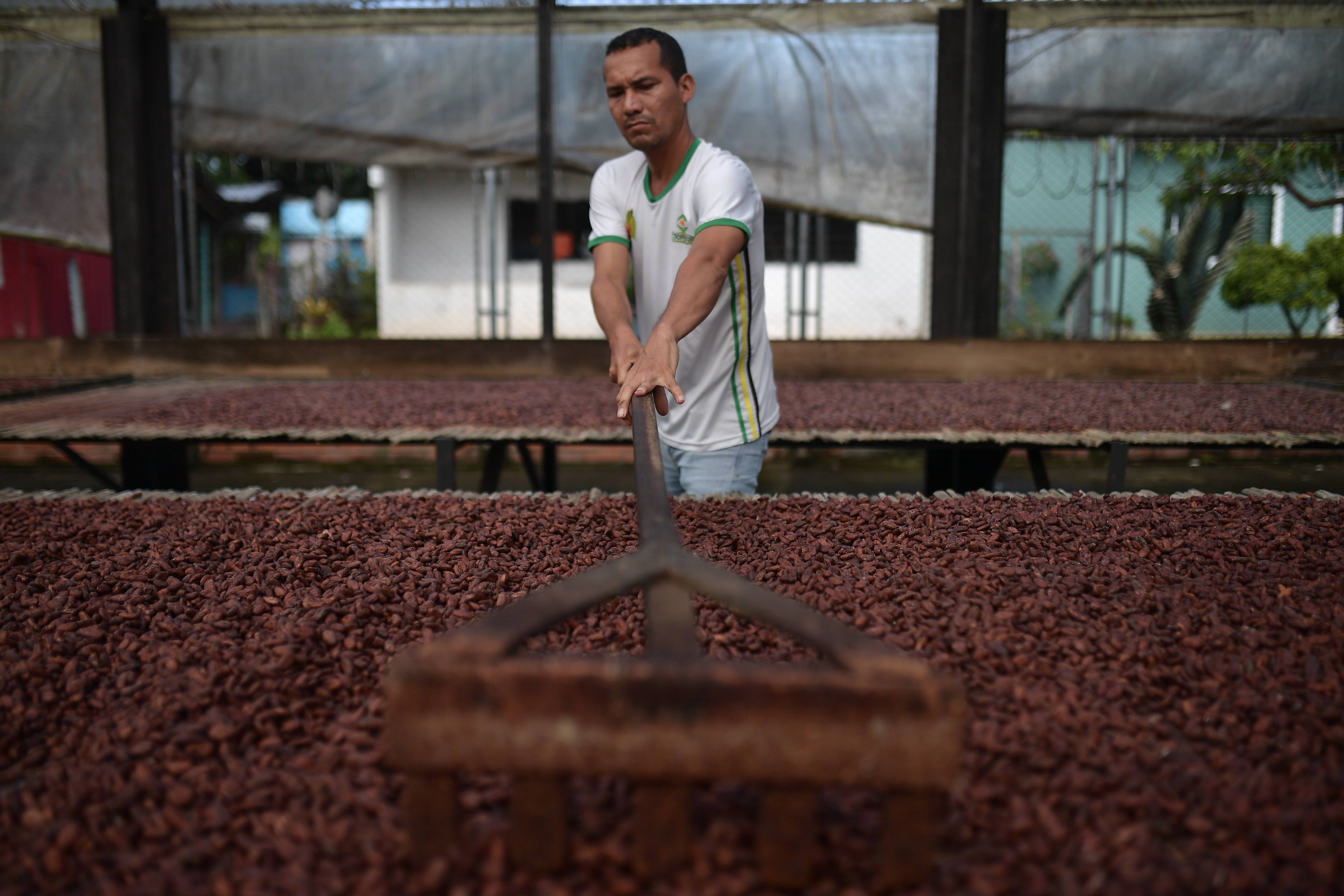 Fabricación y procesamiento del Cacao en El Troncal Arauca