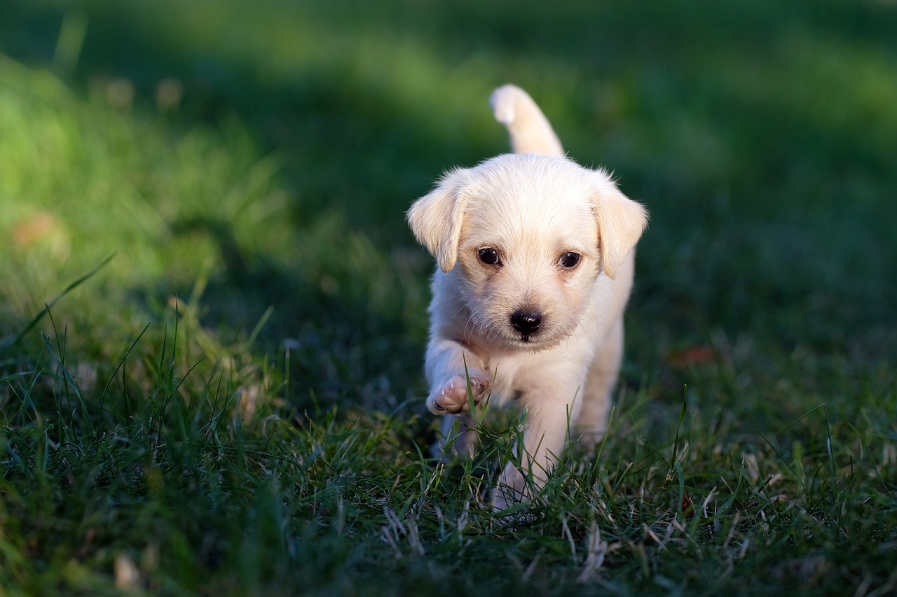 ¿Qué beneficios trae tener un perro?