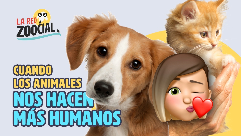 Estar con las mascotas en las buenas y en las malas