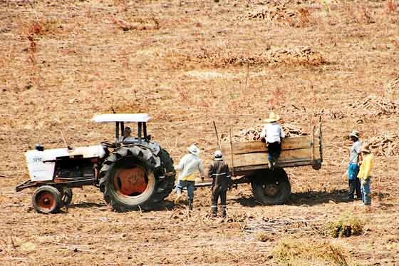 Más de 17 mil hectáreas de arroz han sido afectadas por sequía